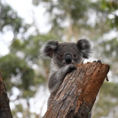 The Epping Club Supports The Koala Hospital