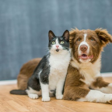 Raising over $6,000 for Animal Welfare League NSW - Western Suburbs Branch